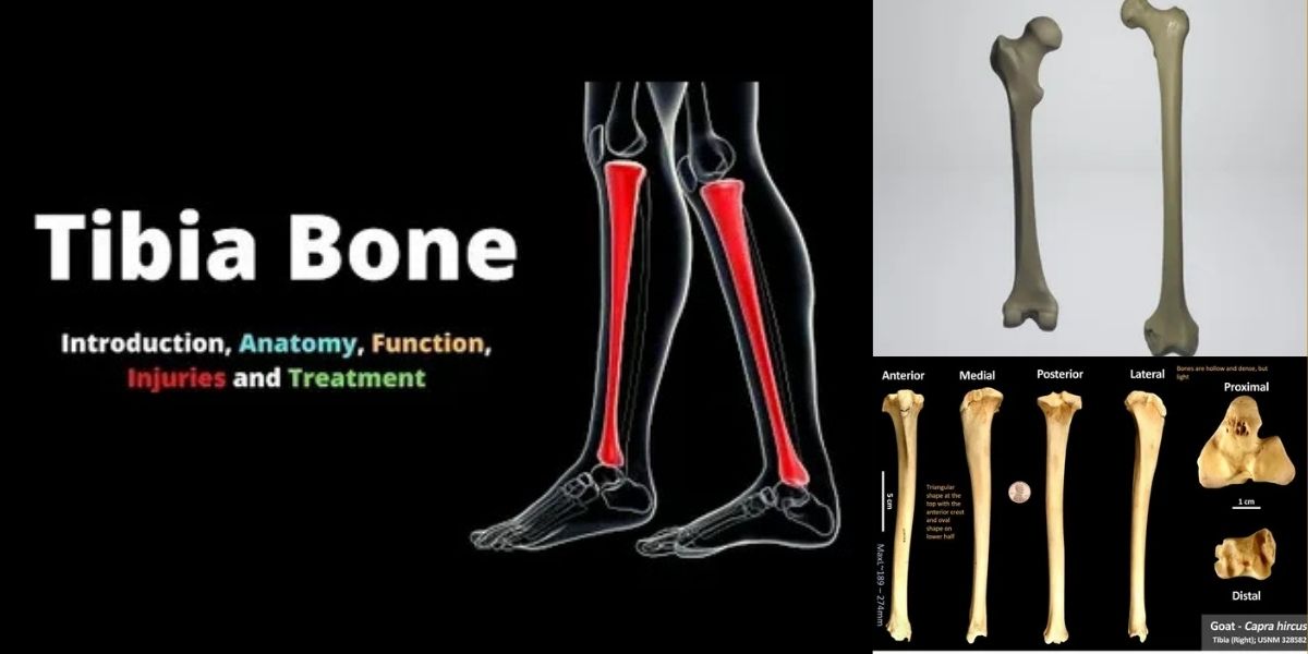 Tibia Bone